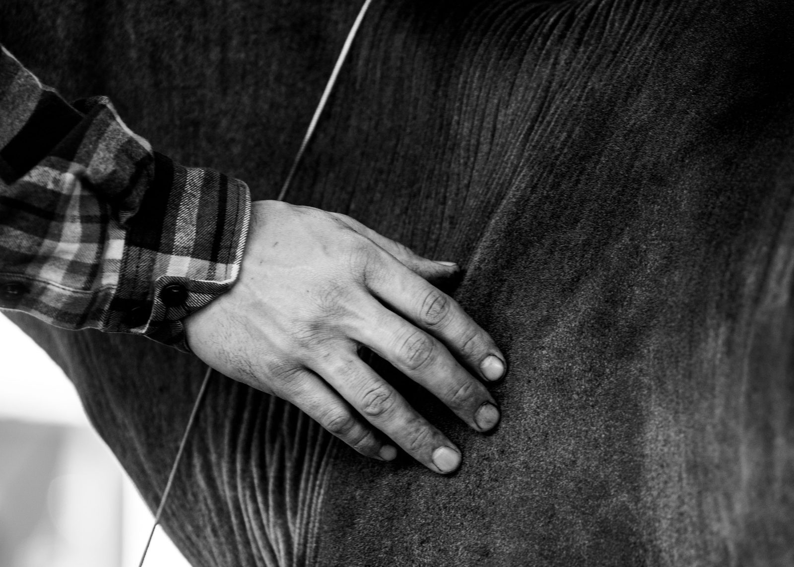 Photo from Saddlery